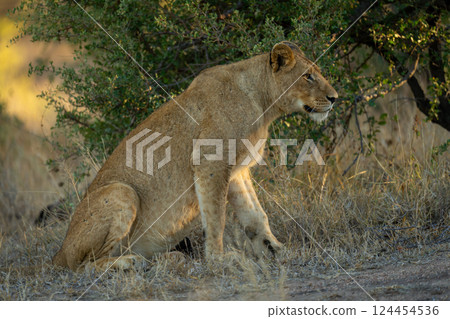 Lion sits on short grass with catchlight Lion sits on short grass with catchlight 124454536