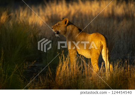 Lion with catchlight stands in dappled sunshine Lion with catchlight stands in dappled sunshine 124454540