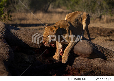 Lioness crouches on African bush elephant carcase Lioness crouches on African bush elephant carcase 124454542