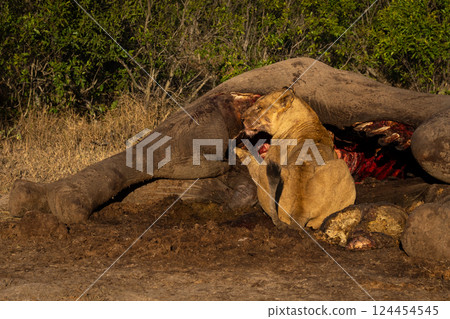 Lioness lies feeding on bloody elephant carcase 124454545