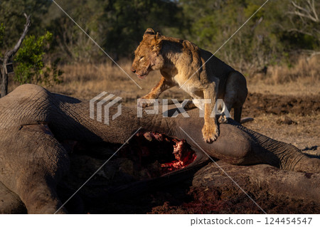 Lioness sits on African bush elephant carcase Lioness sits on African bush elephant carcase 124454547