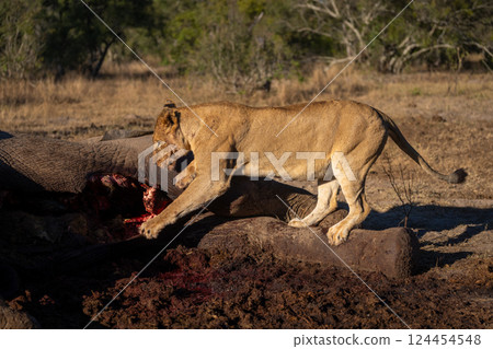 Lioness stands clawing African bush elephant carcase Lioness stands clawing African bush elephant carcase 124454548