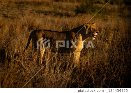 Lioness stands in profile with open mouth Lioness stands in profile with open mouth 124454555