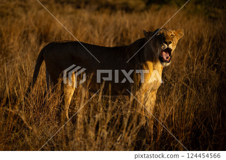 Lioness stands yawning widely in long grass 124454566