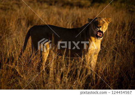 Lioness stands yawning widely in tall grass Lioness stands yawning widely in tall grass 124454567