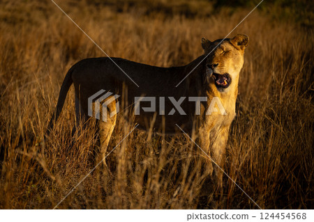Lioness stands yawning widely with closed eyes 124454568
