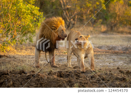 Lioness stretches beside male in clearing 124454570