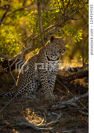 Male leopard sits amongst logs staring alertly Male leopard sits amongst logs staring alertly 124454585