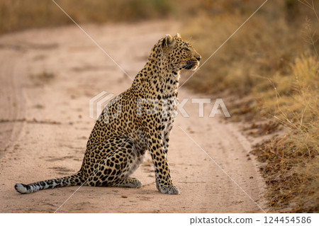 Male leopard sits in profile on road Male leopard sits in profile on road 124454586