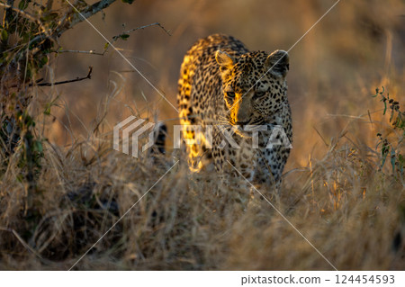 Male leopard walks through undergrowth looking down Male leopard walks through undergrowth looking down 124454593