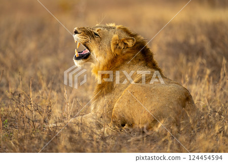 Male lion lies on grass finishing yawn Male lion lies on grass finishing yawn 124454594