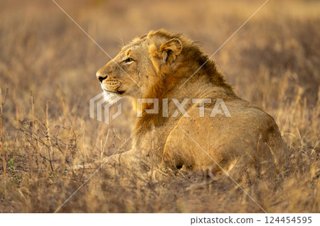 Male lion lies on grass with catchlight Male lion lies on grass with catchlight 124454595