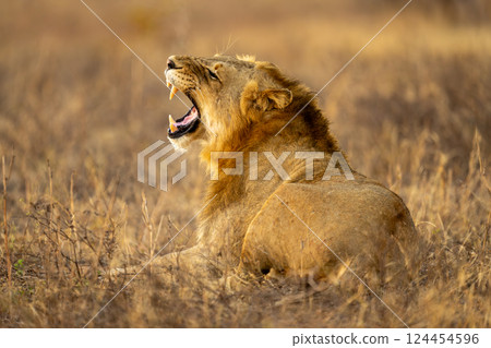 Male lion lies on grass yawning widely Male lion lies on grass yawning widely 124454596