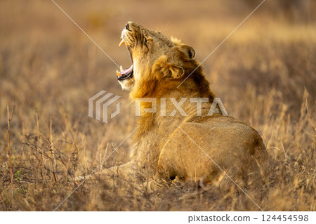 Male lion lies yawning widely on grass 124454598