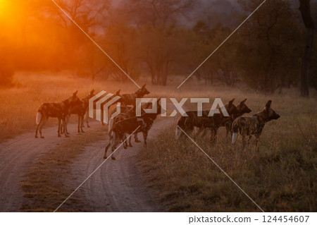 Pack of African wild dogs at sunrise Pack of African wild dogs at sunrise 124454607