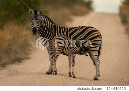 Plains zebra stands nursing foal on track Plains zebra stands nursing foal on track 124454613