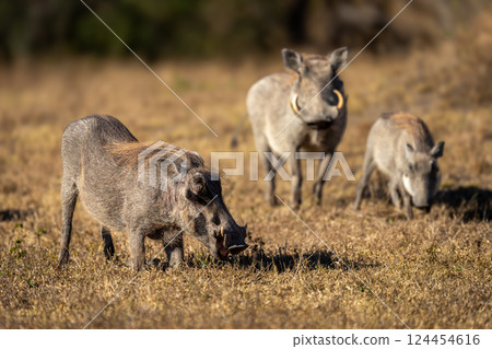 Three common warthogs in sunshine on grass 124454616