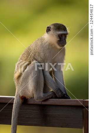 Vervet monkey sits on railing in shade 124454617