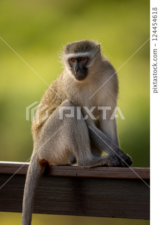 Vervet monkey sits on railing turning head 124454618