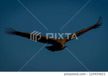 White-backed vulture glides under clear blue sky White-backed vulture glides under clear blue sky 124454621