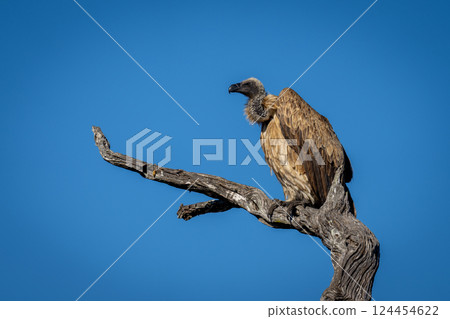 White-backed vulture on tree against blue sky White-backed vulture on tree against blue sky 124454622