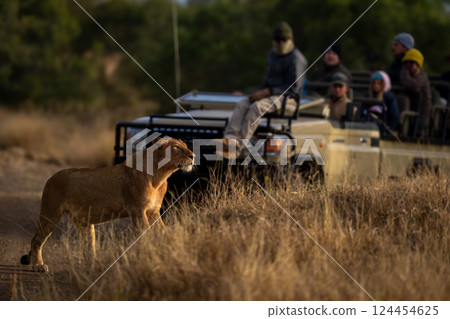 Young male lion passes jeep on track 124454625