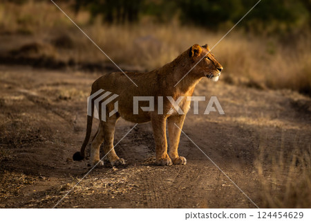 Young male lion stands on sandy track 124454629