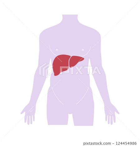 Liver, Internal organs in a human body. medical infographics. Liver, Internal organs in a human body. medical infographics. 124454986