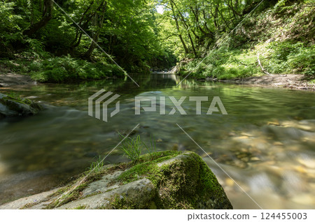 Mountain stream and fresh greenery 124455003