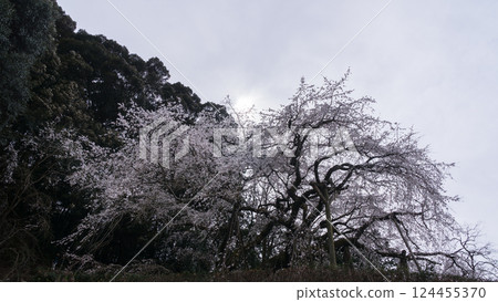Weeping cherry tree, Okuyamada Weeping cherry tree, Okuyamada 124455370