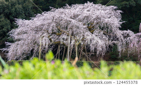 垂枝櫻花樹、奧山田 垂枝櫻花樹、奧山田 124455378