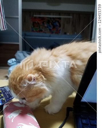 Scottish Fold being mischievous Scottish Fold being mischievous 124455739