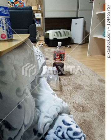 A Scottish Fold peeking out from behind the kotatsu 124455757