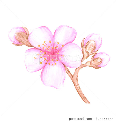 Hand drawn watercolor cherry blossom branch. Illustration of flowers isolated on white background. Can be used for postcard, label, scrapbook and other printed products. Hand drawn watercolor cherry blossom branch. Illustration of flowers isolated on white background. Can be used for postcard, label, scrapbook and other printed products. 124455778