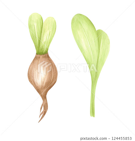 Hand drawn watercolor hyacinth bulbs with green leaves. Illustration of flowers isolated on white background. Can be used for postcard, label, scrapbook and other printed products. Hand drawn watercolor hyacinth bulbs with green leaves. Illustration of flowers isolated on white background. Can be used for postcard, label, scrapbook and other printed products. 124455853