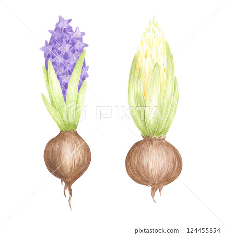 Hand drawn watercolor blooming hyacinth bulbs with green leaves. Illustration of flowers isolated on white background. Can be used for postcard, label, scrapbook and other printed products. Hand drawn watercolor blooming hyacinth bulbs with green leaves. Illustration of flowers isolated on white background. Can be used for postcard, label, scrapbook and other printed products. 124455854