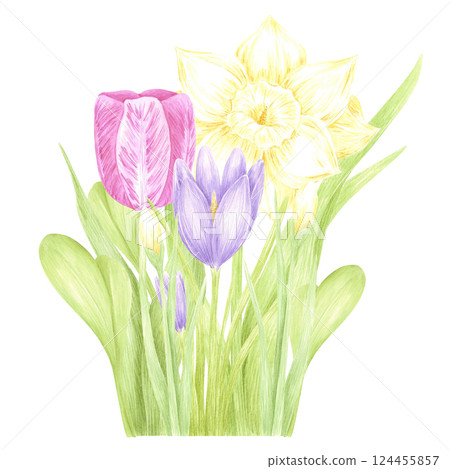 Hand drawn watercolor daffodil crocus and tulip with green leaves bouquet isolated on white background. Can be used for postcard, label, scrapbook and other printed products. Hand drawn watercolor daffodil crocus and tulip with green leaves bouquet isolated on white background. Can be used for postcard, label, scrapbook and other printed products. 124455857