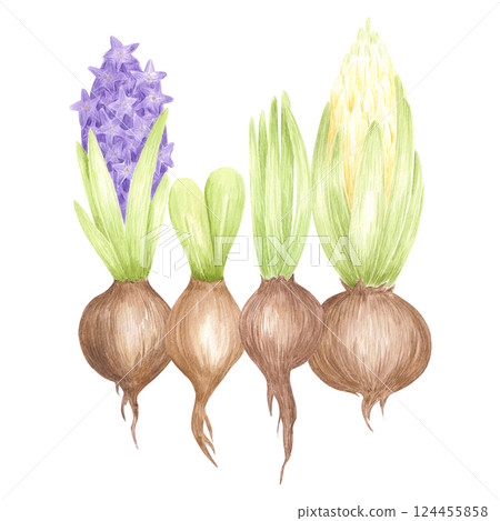Hand drawn watercolor blooming hyacinth bulbs with green leaves. Illustration of flowers isolated on white background. Can be used for postcard, label, scrapbook and other printed products. 124455858