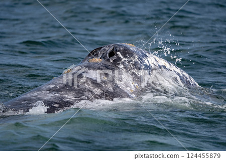 detail of blowhole of Grey whale in magdalena bay laguna de san ignacio baja california sur mexico detail of blowhole of Grey whale in magdalena bay laguna de san ignacio baja california sur mexico 124455879