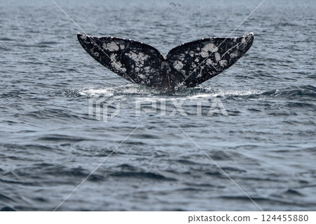 tail of diving Grey whale in magdalena bay laguna de san ignacio baja california sur mexico tail of diving Grey whale in magdalena bay laguna de san ignacio baja california sur mexico 124455880