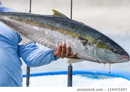 Fresh just caught amberjack or yellowtail Seriola quinqueradiata in cortez sea, baja california sur mexico Fresh just caught amberjack or yellowtail Seriola quinqueradiata in cortez sea, baja california sur mexico 124455887