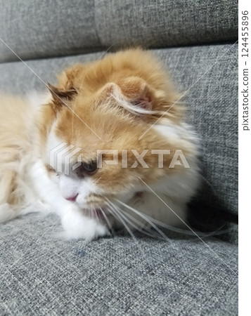 Mohawk Scottish Fold 124455896