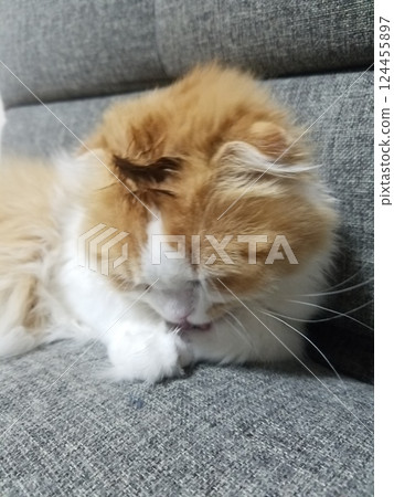 Mohawk Scottish Fold 124455897