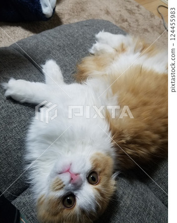 Scottish Fold relaxing on the sofa Scottish Fold relaxing on the sofa 124455983
