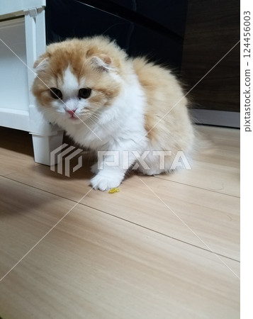 Scottish Fold toddling along the floor 124456003