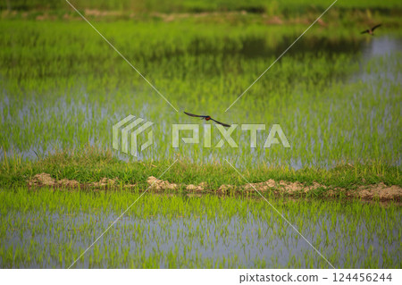 Bird is hunting over green rice field Bird is hunting over green rice field 124456244