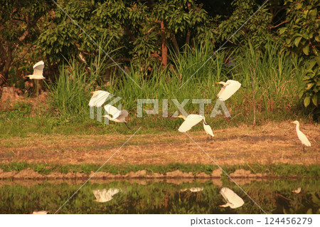 Bird is hunting over green rice field Bird is hunting over green rice field 124456279