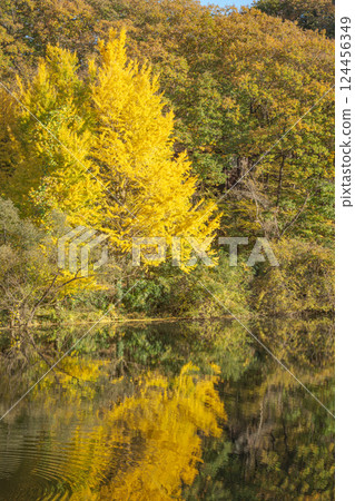 埼玉縣延田湖的銀杏樹 124456349