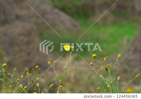 A common hawk moth resting on a hawkweed flower 124456365