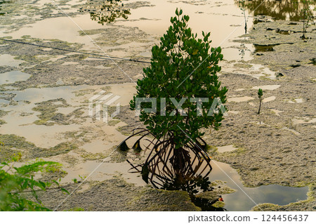 A mangrove tree. A mangrove tree. 124456437
